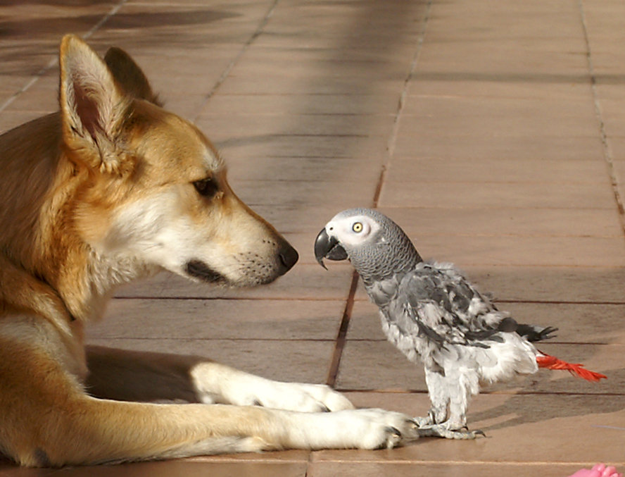 Hey Birdie! Hey Birdie!