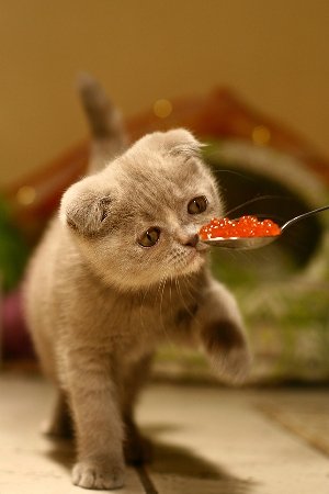 Your cat's tastes are far too refined for regular old dry food. Give him only the best, like red salmon caviar for pets ($50), just like the royals have done throughout history.
Your cat's tastes are far too refined for regular old dry food. Give him only the best, like red salmon caviar for pets ($50), just like the royals have done throughout history.