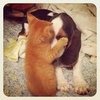 Cute Pictures of Cats and Dogs Playing Together