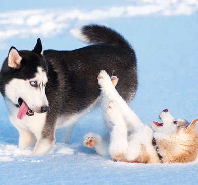 Animals Playing in the Snow (Pictures)