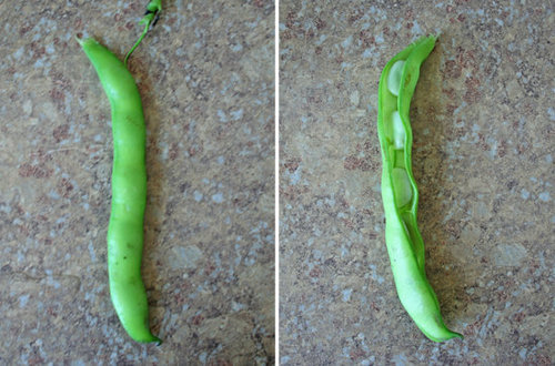 Shelling Fava Beans Shelling Fava Beans