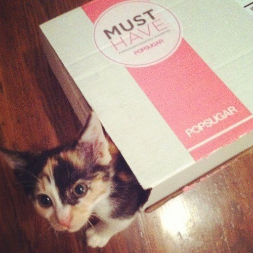 Visual Designer Joan Horne's calico, Parker Posey, couldn't wait to see what was in the latest POPSUGAR Must Have box!
Visual Designer Joan Horne's calico, Parker Posey, couldn't wait to see what was in the latest POPSUGAR Must Have box!