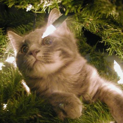 Cute Pictures of Pets Stuck in Christmas Trees