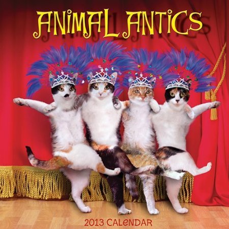 Animal Antics