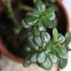 Easy, Low-Maintenance Houseplants