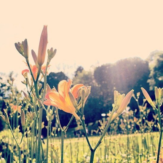 Golden Flowers