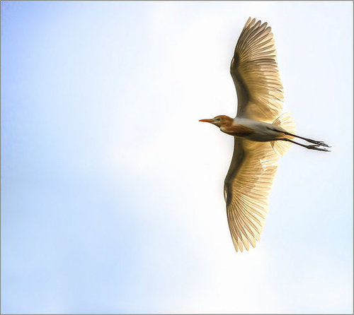 Beautiful Bird Pictures