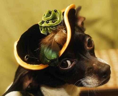 Your furry friend will look seriously dapper while wearing this elegant handmade pet hat ($11).
Your furry friend will look seriously dapper while wearing this elegant handmade pet hat ($11).
