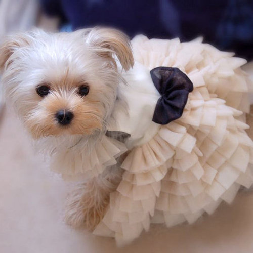 Dressed-Up Pets