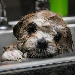 At-Home Dog Grooming Tips