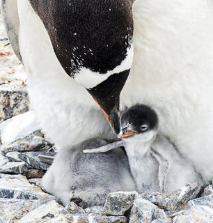 Penguin Facts