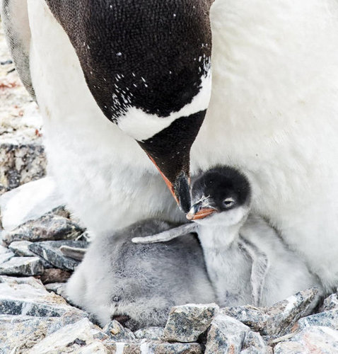 Penguin Facts