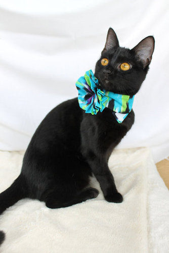 Cat Collar Flower Cat Collar Flower