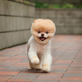 Professional Pet Photography Tips