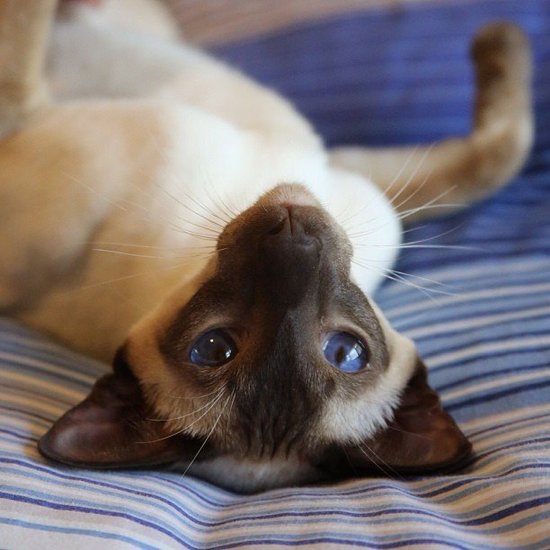 Siamese cats have one of the longest life expectancies of domestic breeds, with indoor Siamese cats living up to 20 years. Purebred Siamese cats are apt to have problems with gingivitis, so paying attention to dental hygiene is a must for owners. Brush your cat's teeth weekly, and visit a vet if she seems to have mouth irritation.
Source: Instagram user litleleezie
Siamese cats have one of the longest life expectancies of domestic breeds, with indoor Siamese cats living up to 20 years. Purebred Siamese cats are apt to have problems with gingivitis, so paying attention to dental hygiene is a must for owners. Brush your cat's teeth weekly, and visit a vet if she seems to have mouth irritation.
Source: Instagram user litleleezie