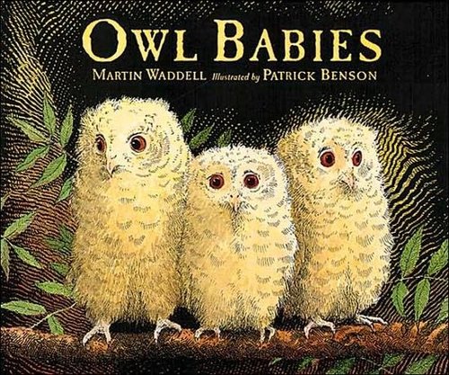Owl Babies Owl Babies