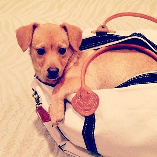 Lauren Conrad toted her new pup Fitz in a bag.
Source: Instagram user laurenconrad
Lauren Conrad toted her new pup Fitz in a bag.
Source: Instagram user laurenconrad