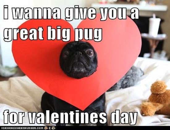 Puns, and pugs, are always welcome on the big day.
Source: Cheezburger
Puns, and pugs, are always welcome on the big day.
Source: Cheezburger