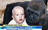 (VIDEO) 18-Month-Old Baby Plays With Gorillas In Controversial Video