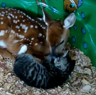 Our Favorite Baby Animal Snuggling Moment (VIDEO)