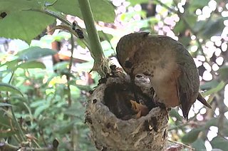 Hummingbird Mom & Babies Star in Live Webcam (VIDEO)