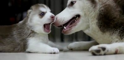 Husky Mom & Adorable Puppy at Play (VIDEO)