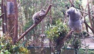 Frightened Baby Koala Rescued By Its Mom