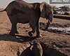 Elephant Calf Rescued From Well (VIDEO)
