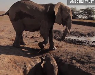 Elephant Calf Rescued From Well (VIDEO)