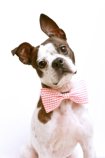 Dapper Doggie
