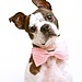 Dapper Doggie