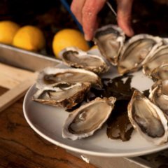 Oyster Poisoning Proves Potentially More Likely as Oceans Warm Oyster Poisoning Proves Potentially More Likely as Oceans Warm