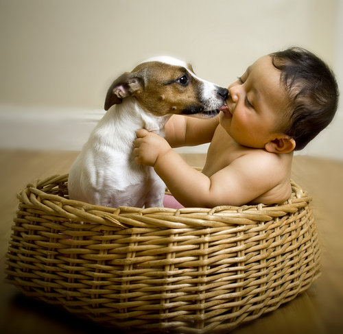 Pets Pets
