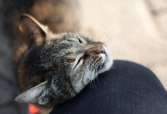 Pet Away