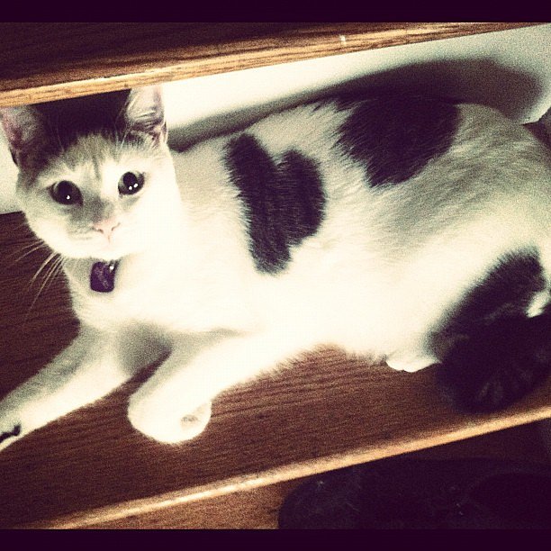 She's Got Her Heart on the Shelf . . . She's Got Her Heart on the Shelf . . .