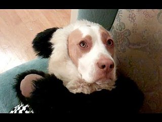 The Ultimate Dog Shaming Video