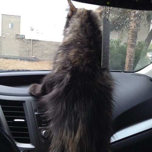 When you are trapped in a fur coat, in this heat, then you can judge me.
Source: Instagram user kittykatdeee
When you are trapped in a fur coat, in this heat, then you can judge me.
Source: Instagram user kittykatdeee