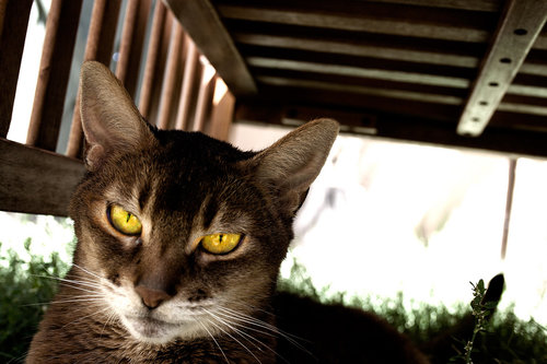 "I'm not impressed."
Source: Flickr user feverblue
"I'm not impressed."
Source: Flickr user feverblue