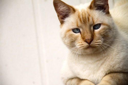 "Don't make me say it. Don't even make me say it."
Source: Flickr user martie1swart
"Don't make me say it. Don't even make me say it."
Source: Flickr user martie1swart