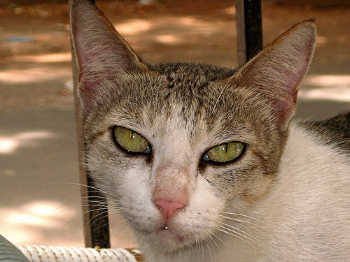 "What are you looking at?"
Source: Flickr user ~suchitra~
"What are you looking at?"
Source: Flickr user ~suchitra~