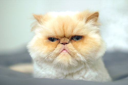 "Stop talking and feed me."
"Stop talking and feed me."