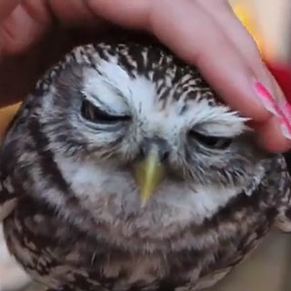 Cutest Baby Animal Viral Videos