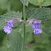 What Is Catnip?