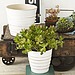 Kitchen: Add a Fresh Touch