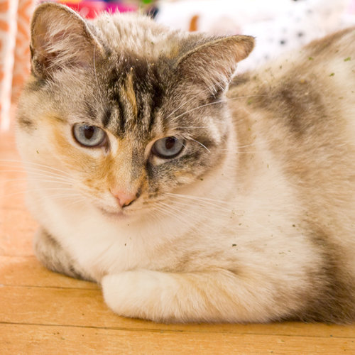 Catnip Reviews