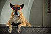 Popular Dog Names