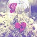 Beauty and the Beast Rose