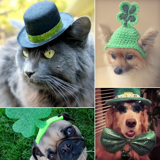 Celebrate St. Patrick's Day With Your Furry Friend Celebrate St. Patrick's Day With Your Furry Friend