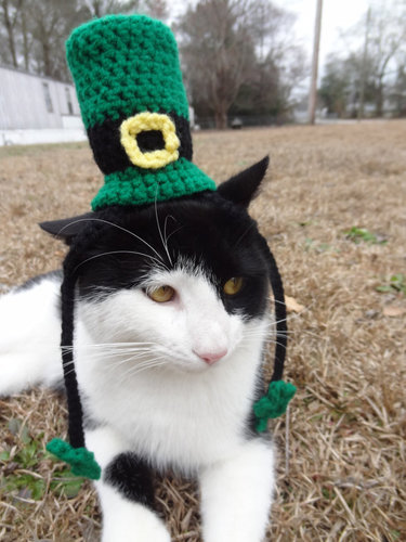 Cat in a Green Hat Cat in a Green Hat
