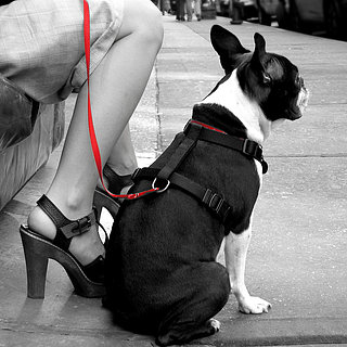 Dog Etiquette